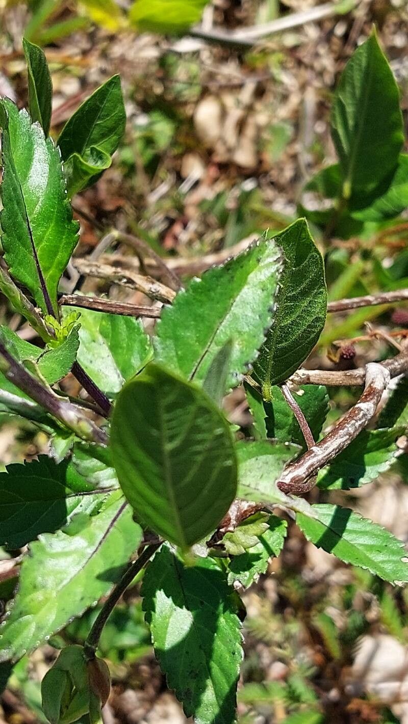 Centrosema virginianum