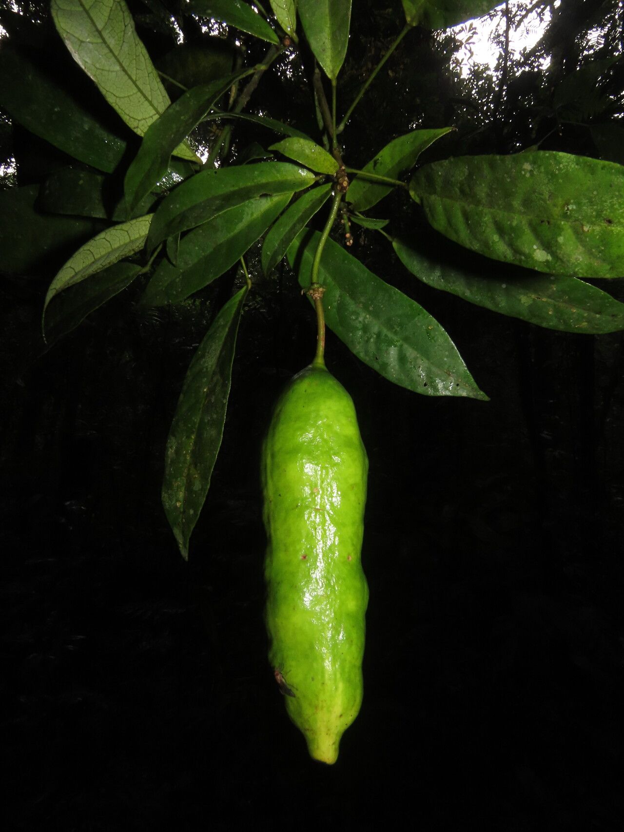 Morisonia discolor leaf