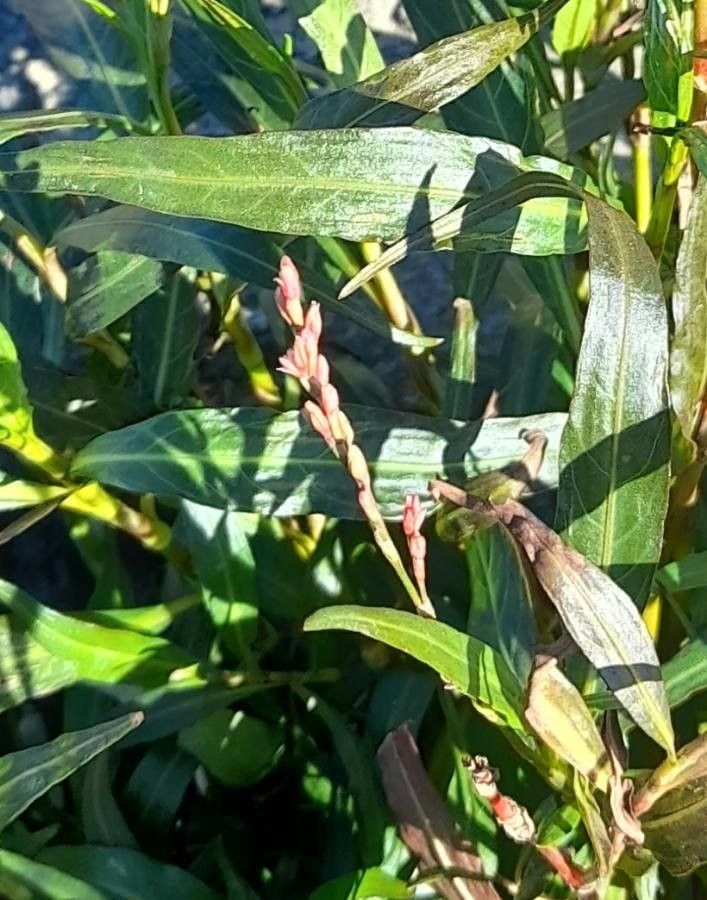 Persicaria punctata flower