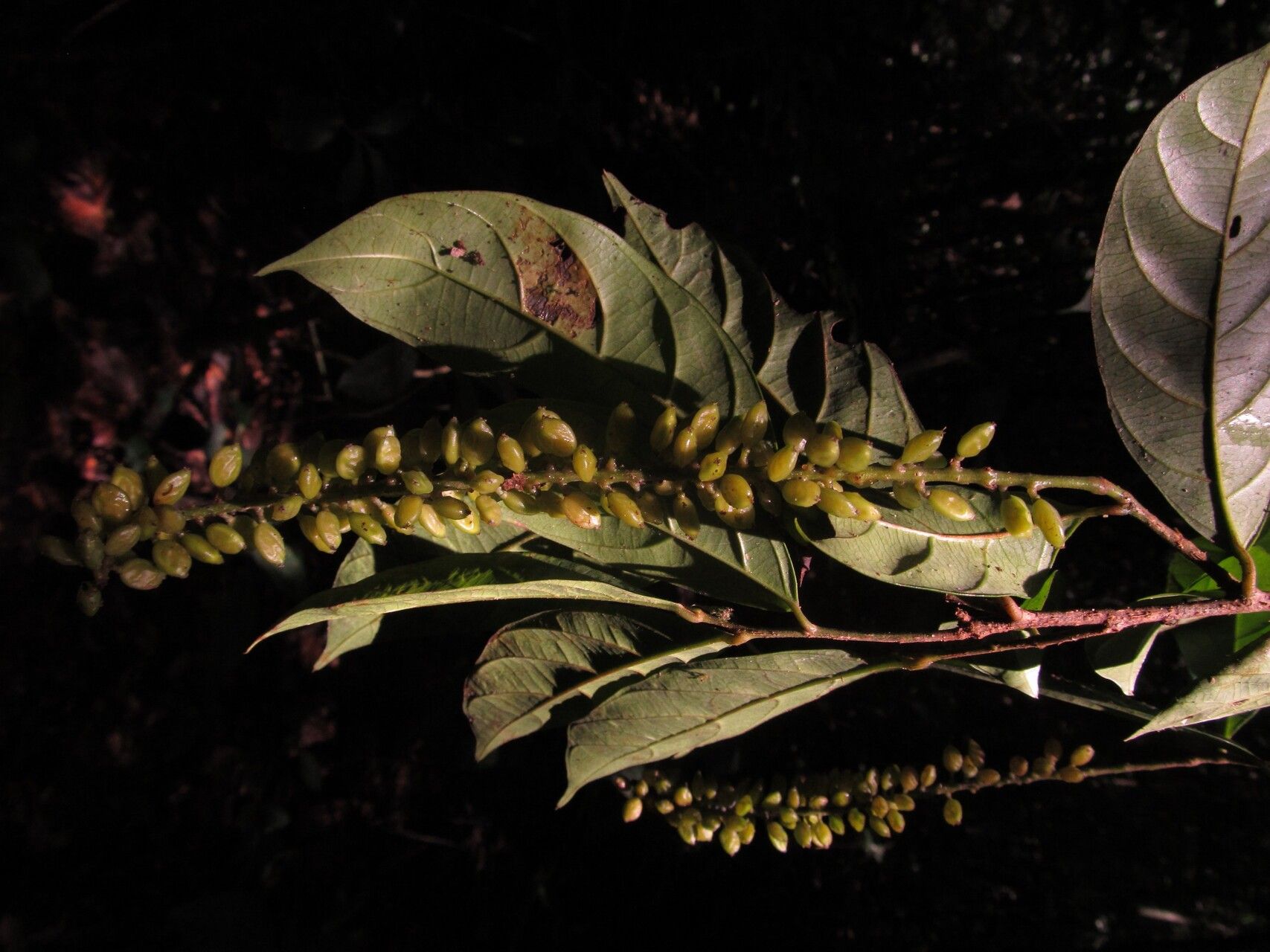 Antidesma vogelianum fruit