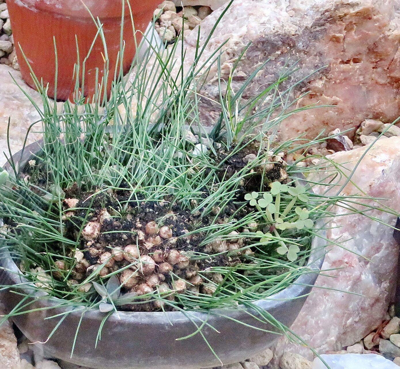 Drimia uniflora — search result for 'Drimia'