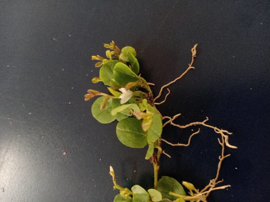 Evolvulus nummularius flower