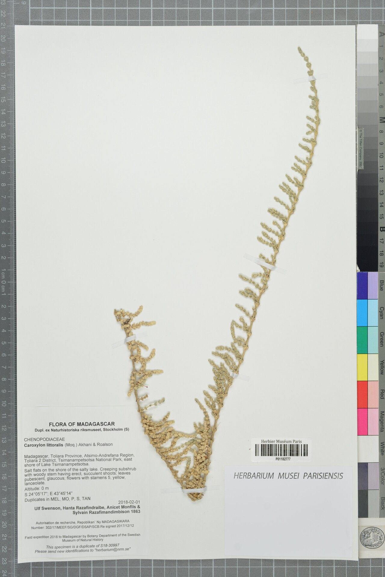 Caroxylon littoralis — houseplant care guide