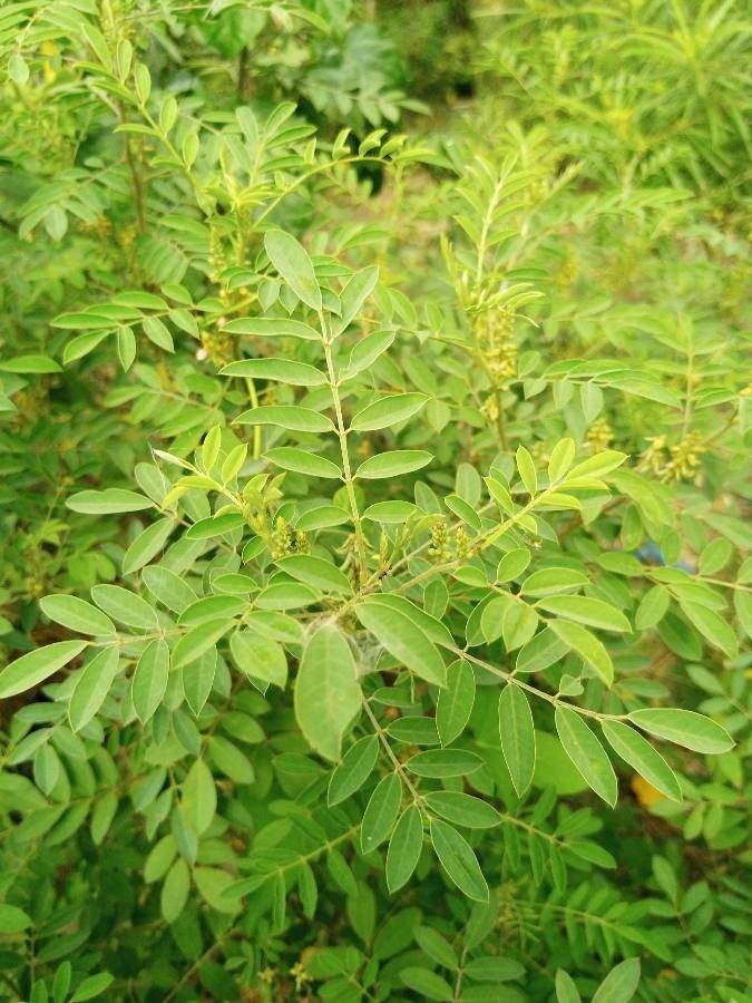Indigofera arrecta — search result for 'Indigofera'