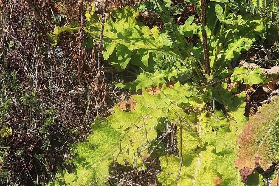 Verbascum undulatum leaf
