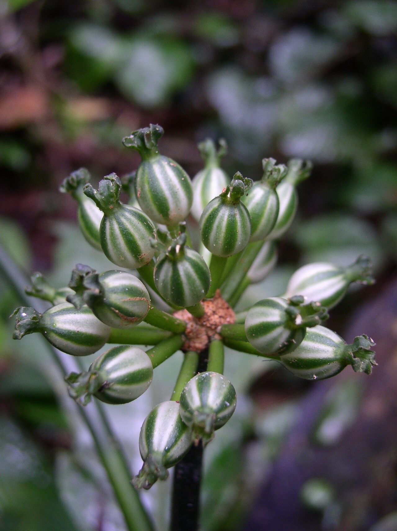 Psychotria sonkeana — houseplant care guide