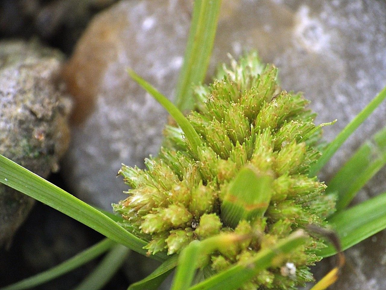 Cyperus michelianus flower
