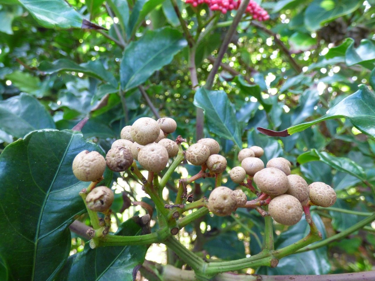 Leea guineensis fruit