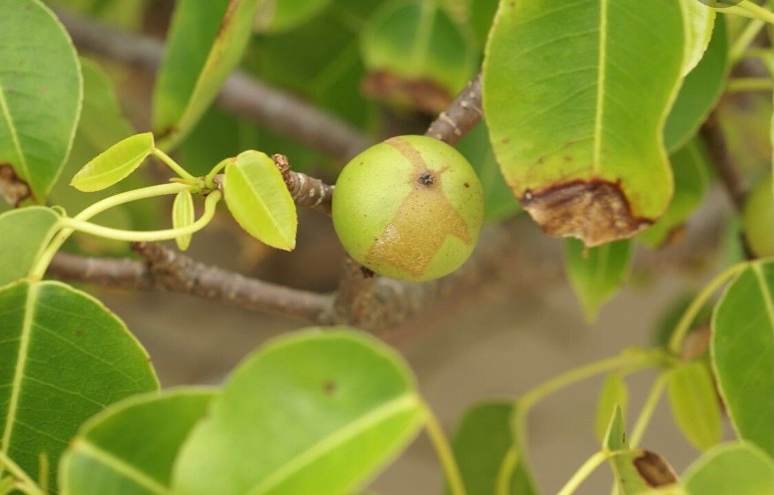 Hippomane mancinella fruit