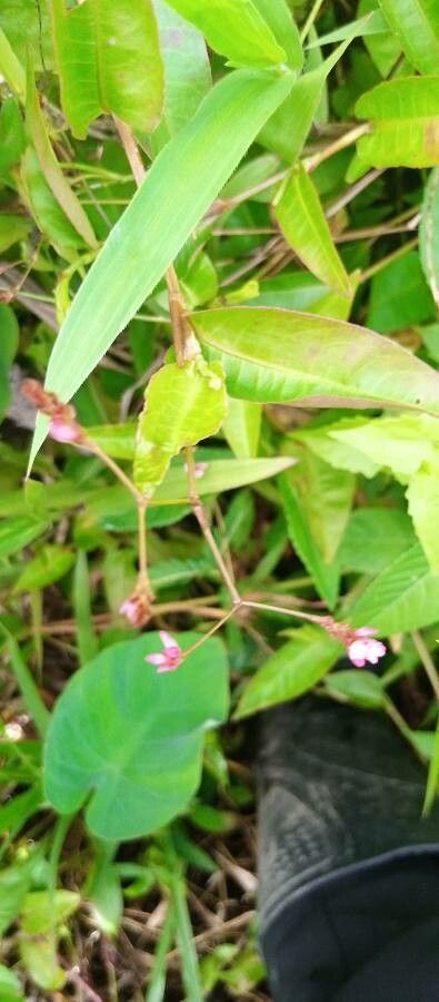 Persicaria sagittata — search result for 'Mongolia'