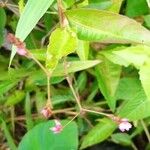 Persicaria sagittata