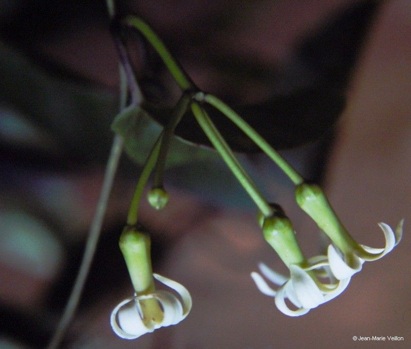 Marsdenia speciosa — houseplant care guide