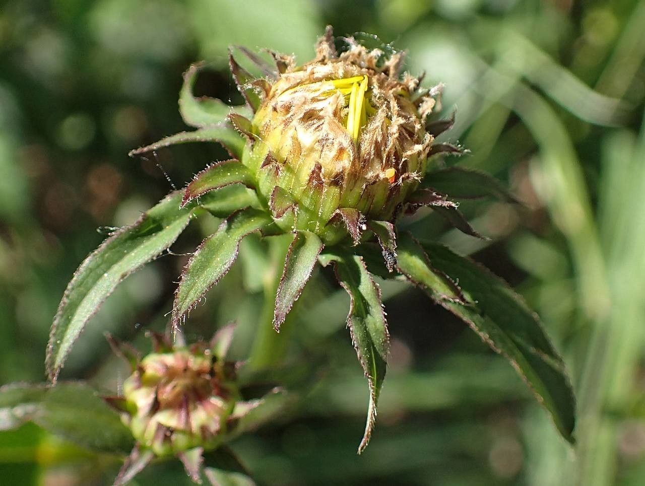 Inula salicina fruit