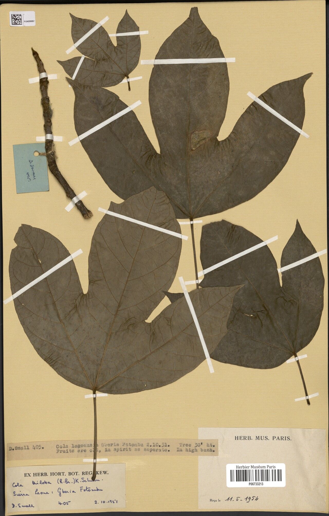 Cola triloba — houseplant care guide