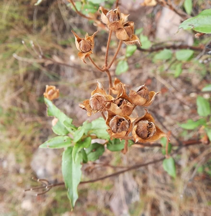 Cistus laurifolius fruit