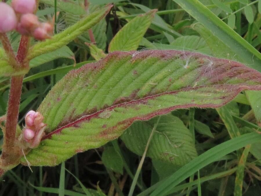 Persicaria campanulata leaf