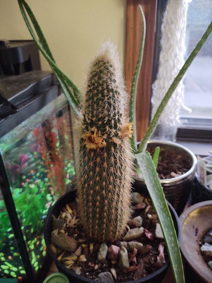 Espostoa guentheri flower