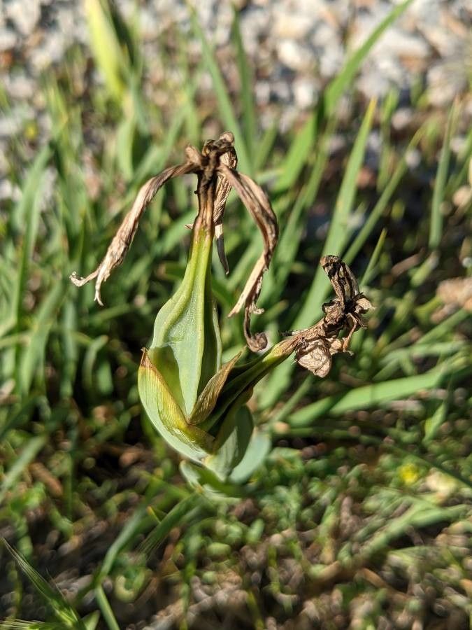 Iris reichenbachiana fruit