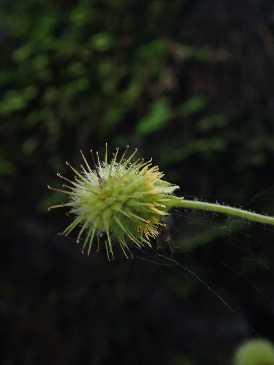 Geum roylei fruit
