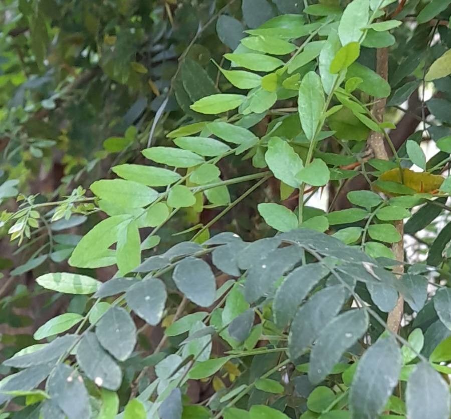 Gleditsia amorphoides leaf