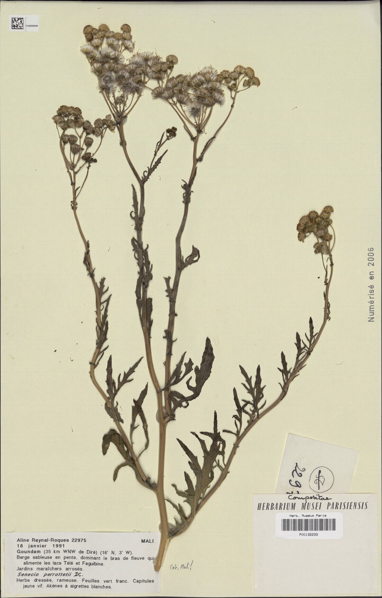 Senecio perrottetii — houseplant care guide