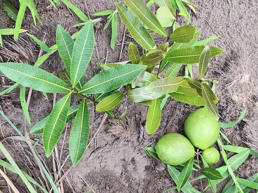 Landolphia lanceolata habit