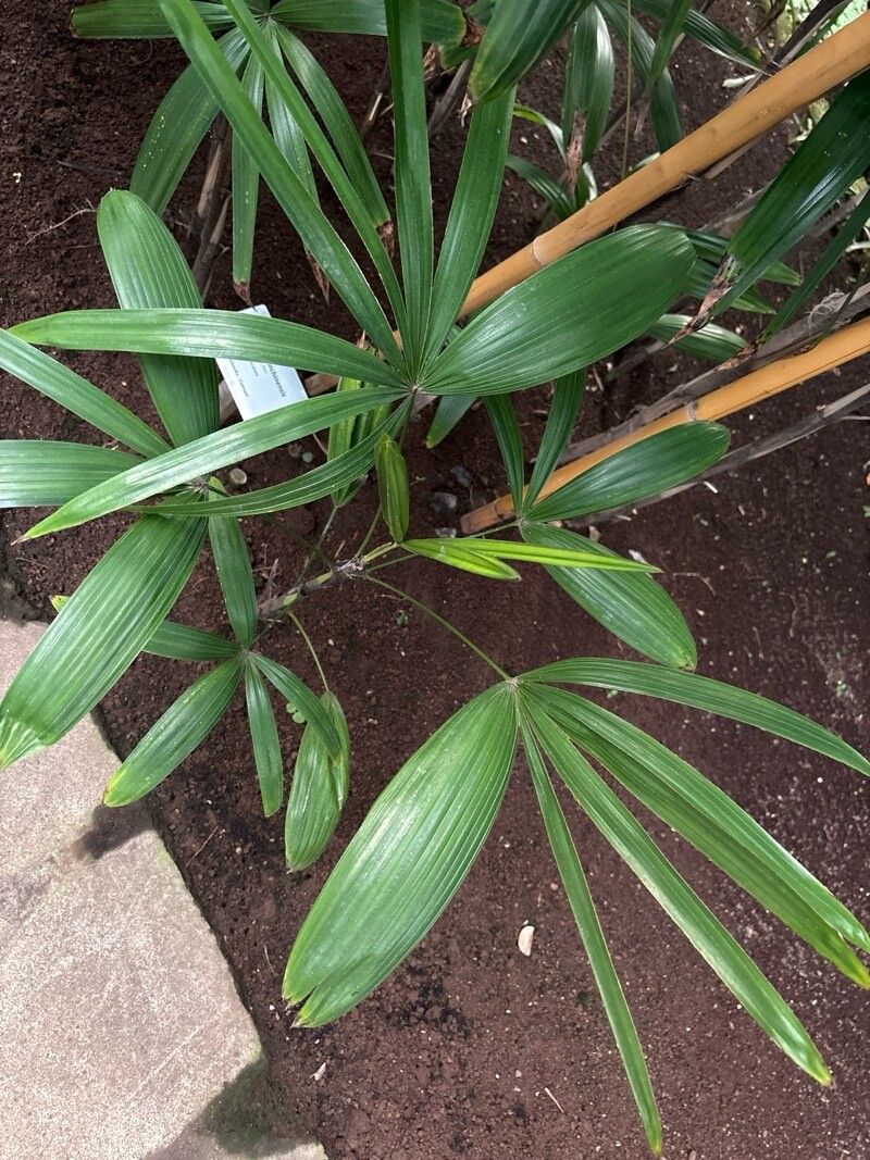 Rhapis cochinchinensis