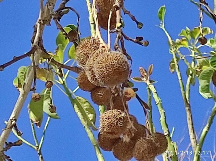 Kiggelaria africana flower