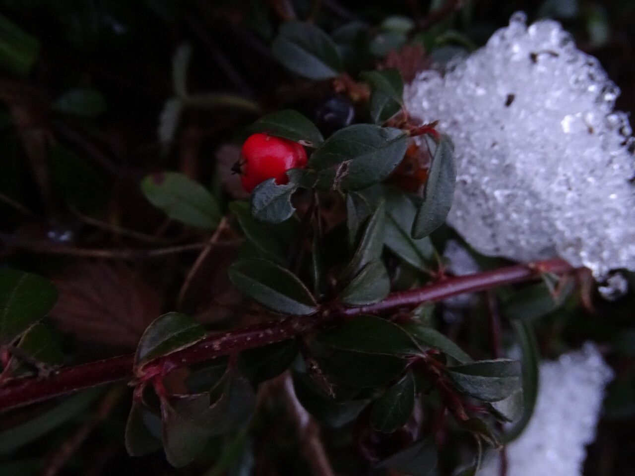 Cotoneaster integrifolius fruit