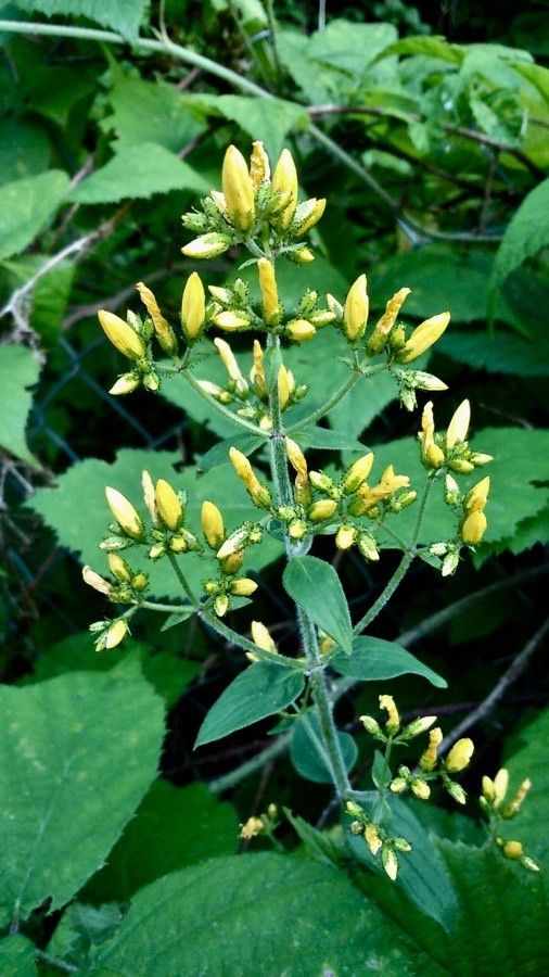Hypericum hirsutum flower
