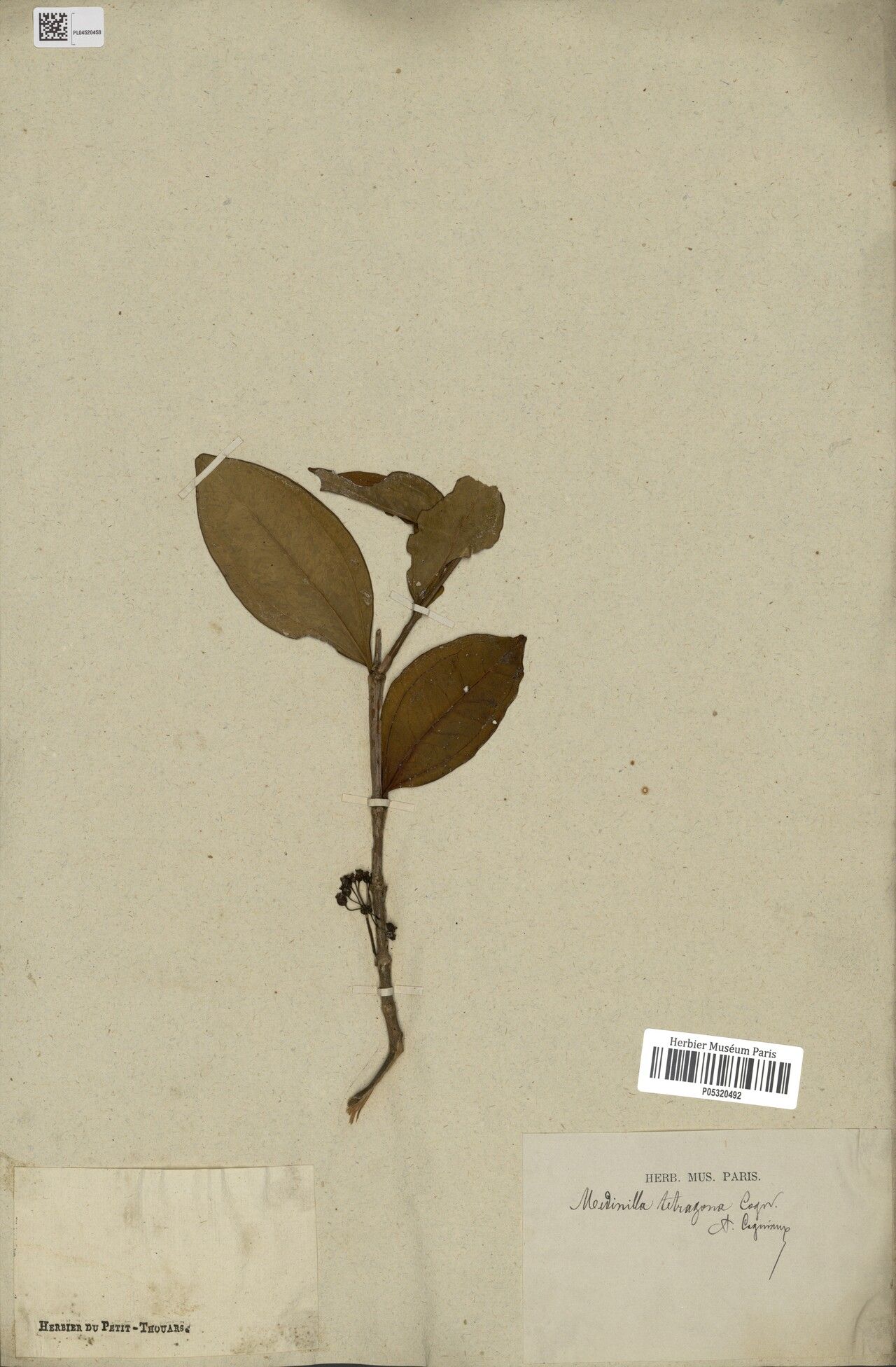 Medinilla tetragona — search result for 'Medinilla'