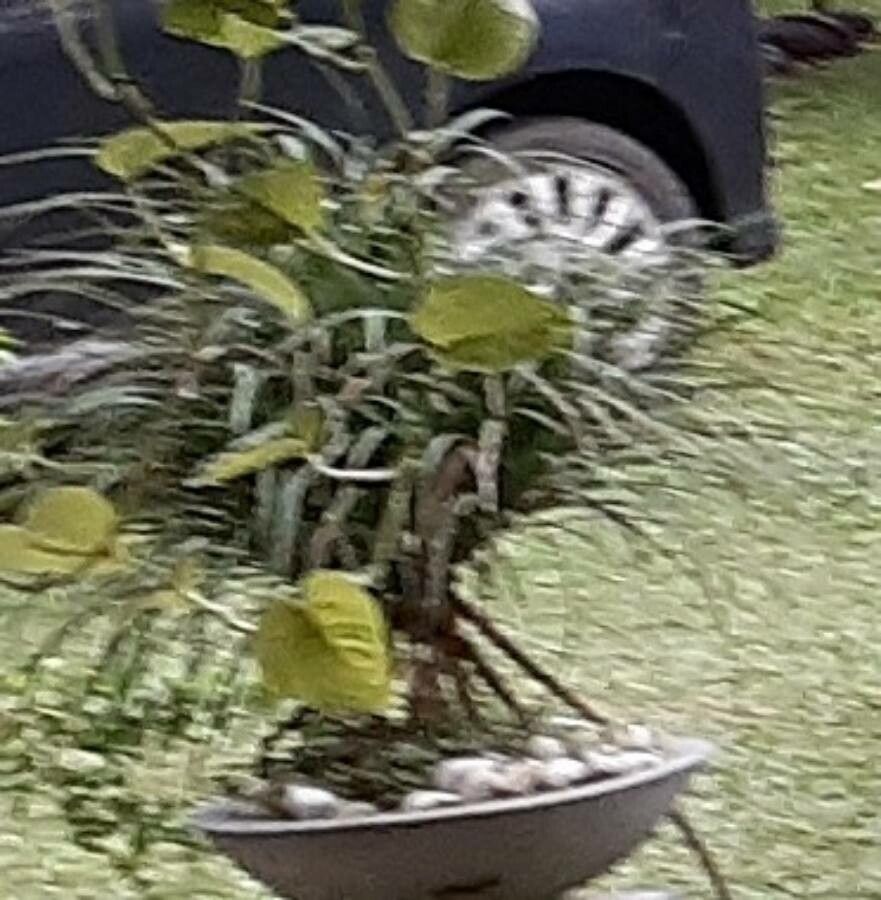 Beaucarnea gracilis habit