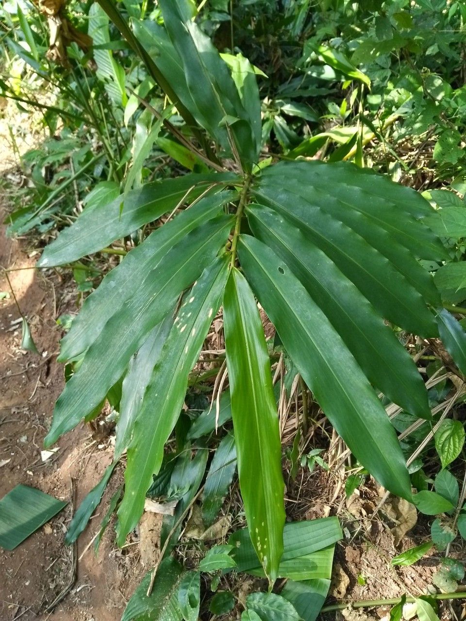 Amomum villosum — houseplant care guide