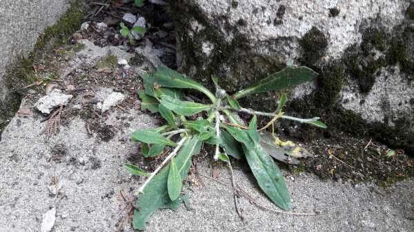 Hieracium pilosella habit