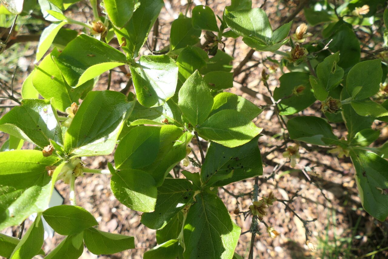 Rhododendron amagianum — houseplant care guide