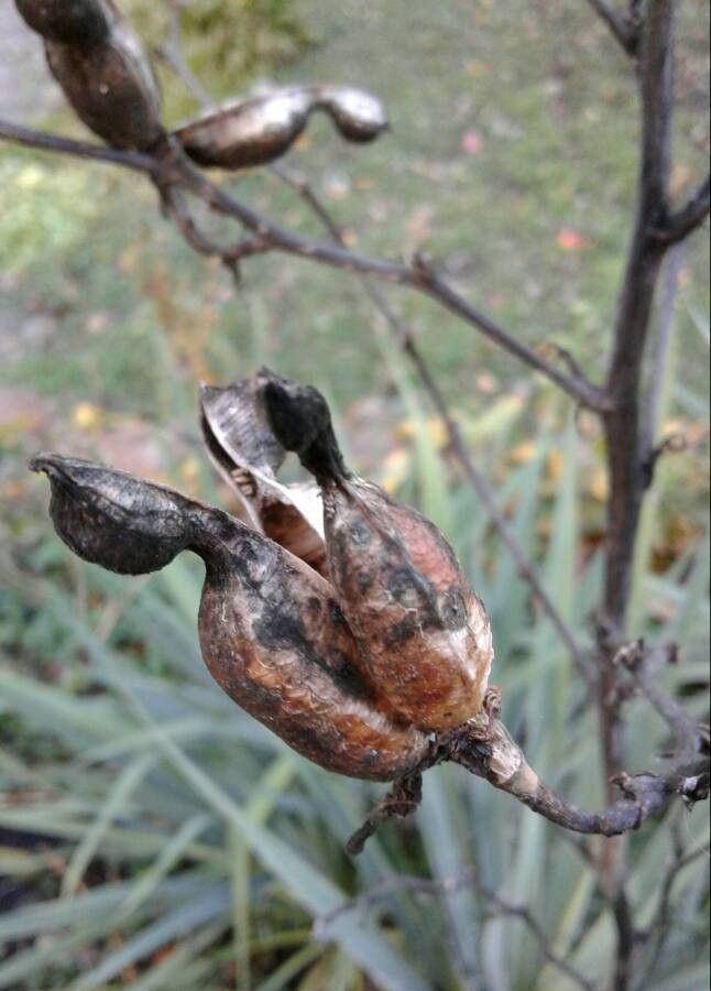 Yucca arkansana fruit