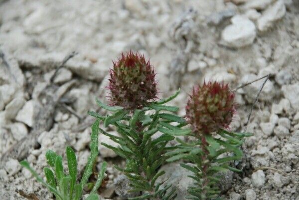 Centaurea corymbosa flower