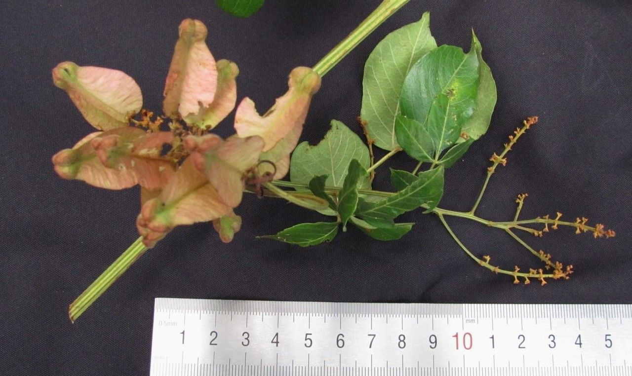 Serjania acuta other