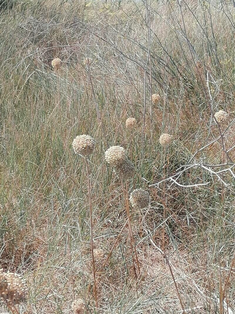 Allium commutatum fruit