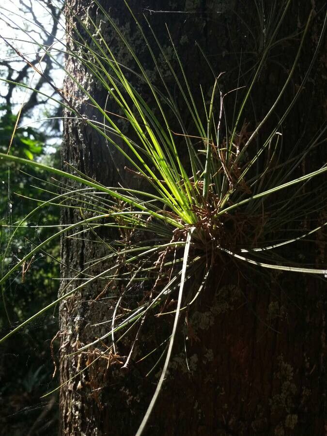 Tillandsia festucoides — search result for 'Tillandsia'