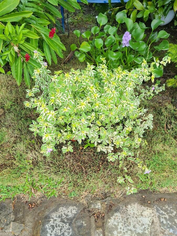 Asystasia gangetica leaf