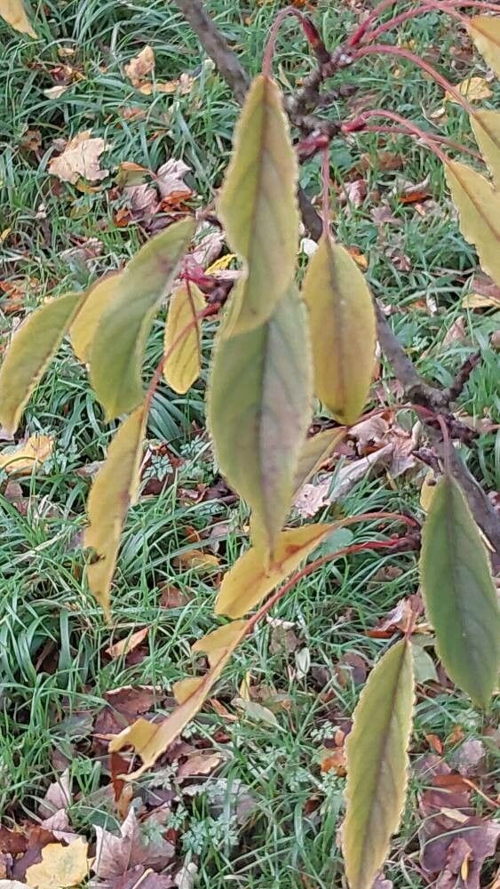 Malus transitoria — houseplant care guide