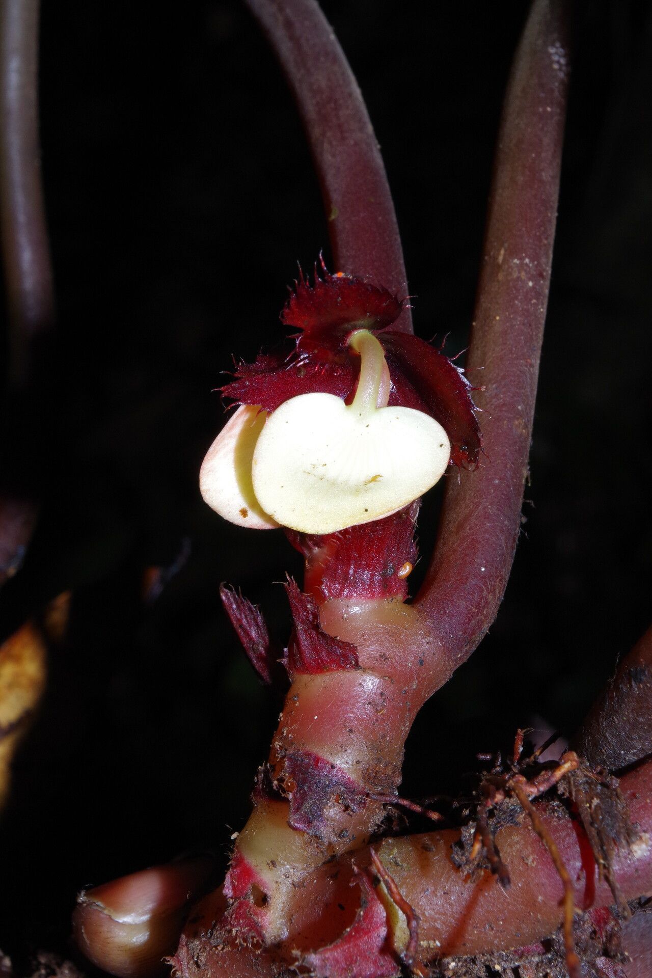 Begonia scapigera flower