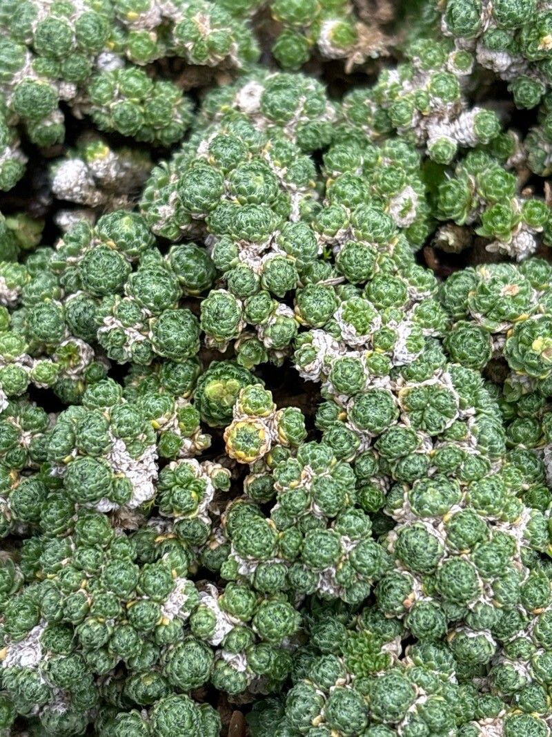 Draba rigida — houseplant care guide