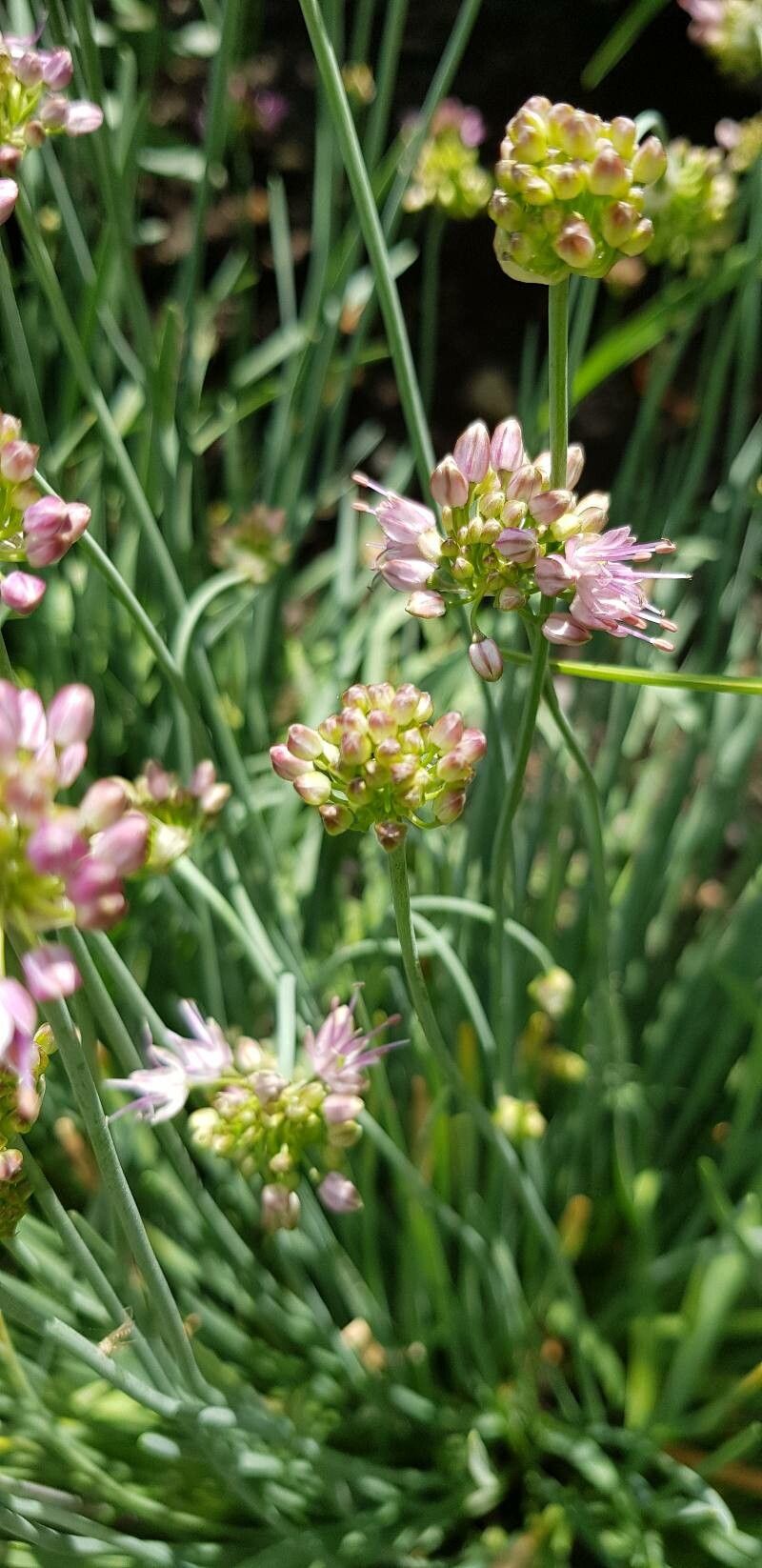 Allium kermesinum other