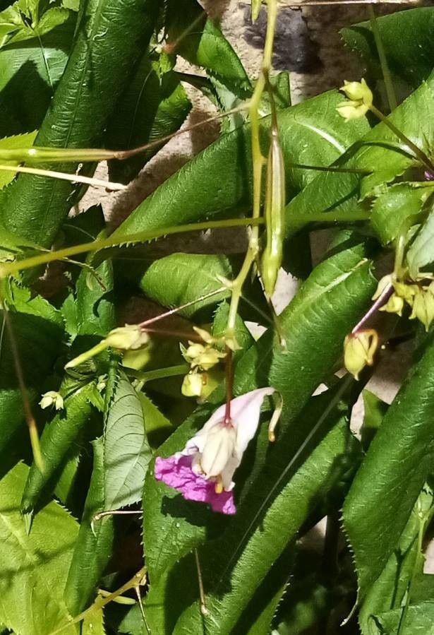 Impatiens balfourii fruit