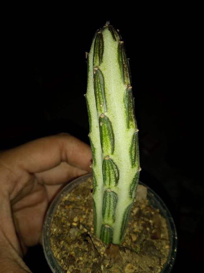 Kleinia stapeliiformis flower