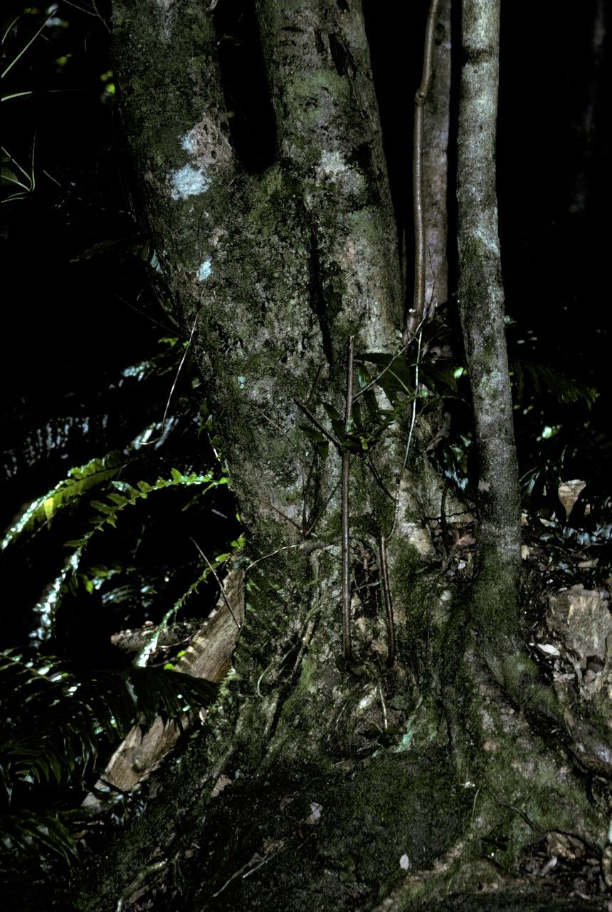 Ocotea mascarena — houseplant care guide