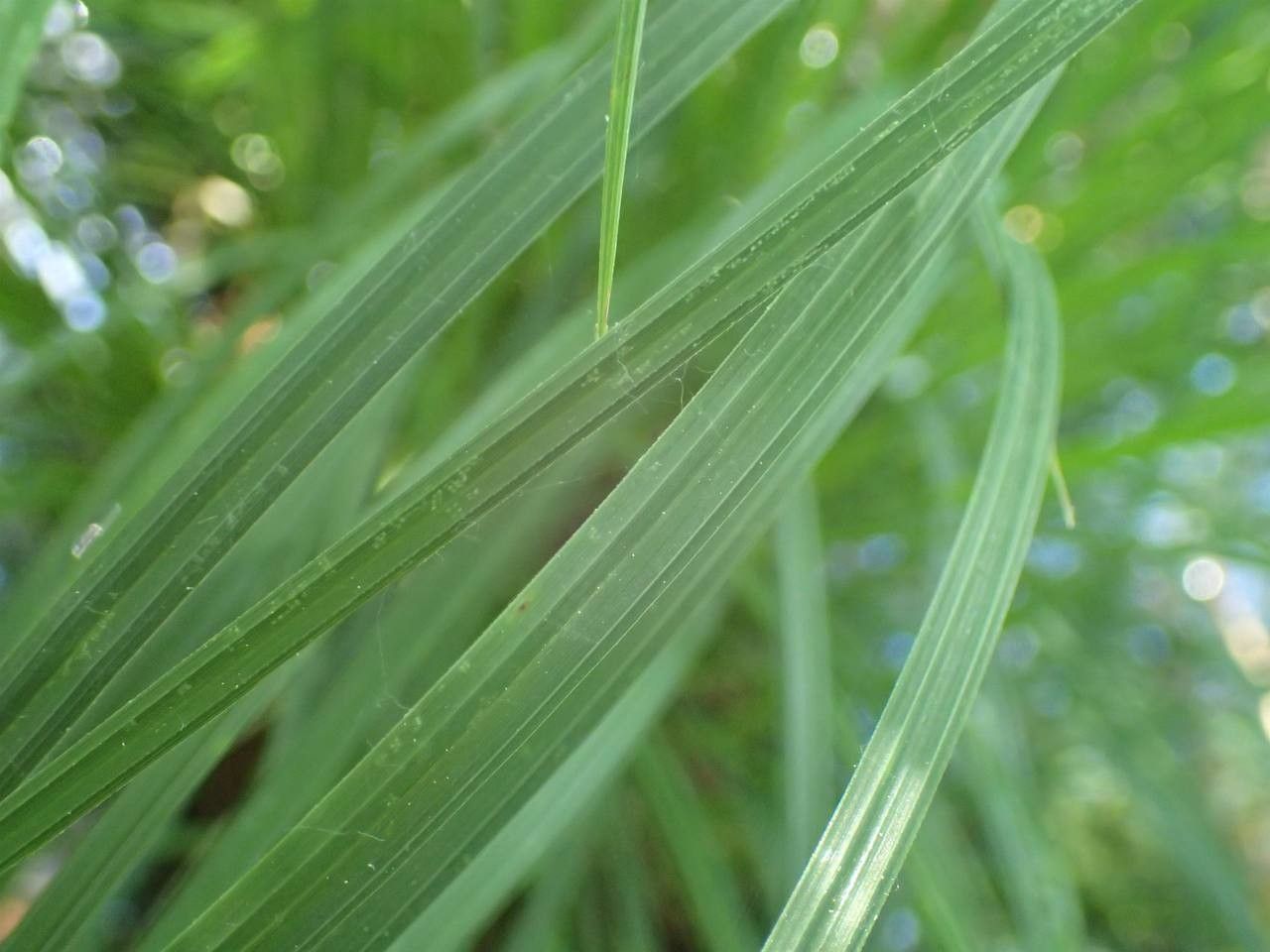 Carex elata — search result for 'Cyperaceae'