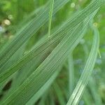 Carex elata